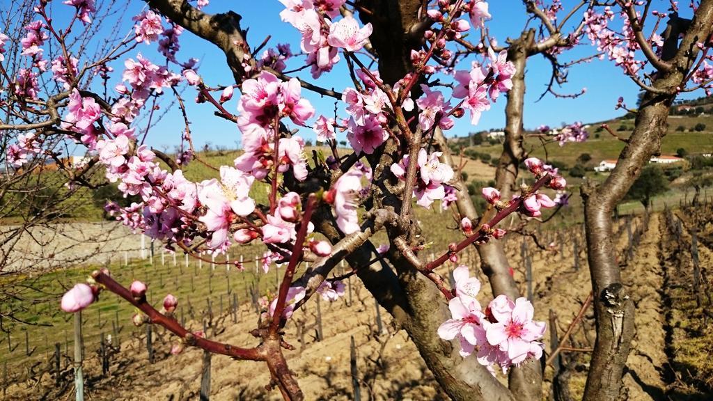 Casa Quinta Da Adega Do Chao - Vale Do Douro Villa Lamego Phòng bức ảnh
